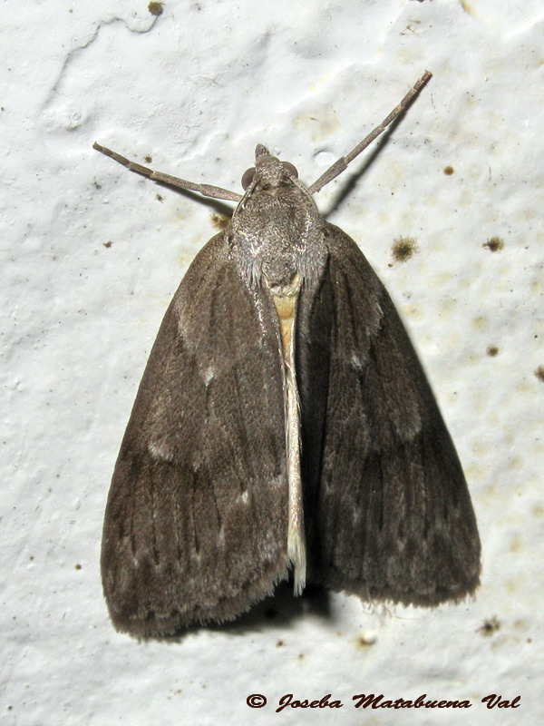 Pachycnemia hippocastanaria - Geometridae 10/07/2013